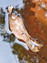 Close-up of a floating dead leaf on water