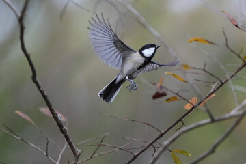 flapping Japanese Great Tit, woods in autumn, PEACE