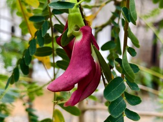 turi plant flowers with blurred background