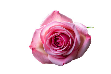 Soft Pink Rose with Swirling Petals on Black Background