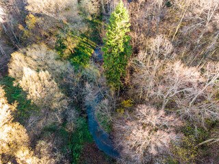 Aerial view of a winding creek through a late autumn forest, highlighted by a striking green spruce tree. Bare deciduous trees frame the serene natural landscape