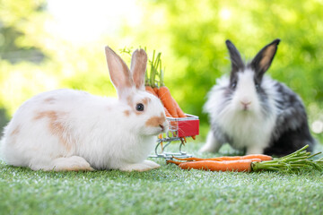 Lovely bunny easter fluffy baby brown rabbit love to eat  carrot is holding shopping cart full of green vegetable, carrots, on nature background. Delicious healthy green good food. Healthy lifestyle.