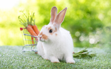 Lovely bunny easter fluffy baby brown rabbit love to eat  carrot is holding shopping cart full of green vegetable, carrots, on nature background. Delicious healthy green good food. Healthy lifestyle.