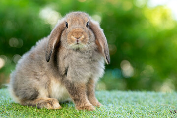 Healthy lovely baby bunny easter brown rabbit on green garden nature background. Cute fluffy rabbit, animal symbol of easter day festival.