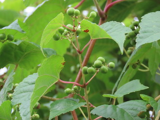 Fototapeta premium ナナカマドの未熟な実のクローズアップ Rowan berries close-up isolated 
