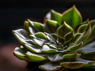 Macro of green succulent plant, cactus