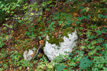 Limestone outcrop on a leafy slope, dappled in early autumn light. Natural rock formation amidst vibrant green foliage and fallen leaves, hinting at season change