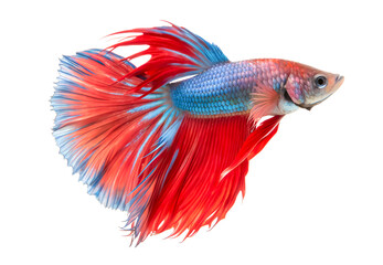 A beautiful blue and red Siamese fighting fish or betta isolated on white background and generative with AI