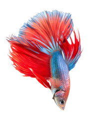 A beautiful blue and red Siamese fighting fish or betta isolated on white background and generative with AI