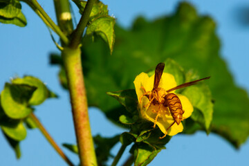 Colorful Hornet Collecting Nectar from Yellow Flower in Natural Sunlight