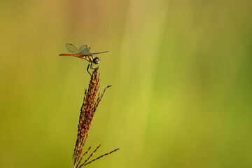 Colorful Dragonfly Resting on Stick Over Serene Water Surface