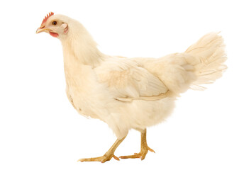 White or cream hen standing with left side isolated and generated with AI in png file format
