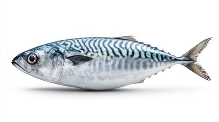 Fresh mackerel fish isolated on white background, a healthy seafood choice