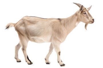 An adorable young beige or cream goat standing with right side view isolated on white background and generated with AI