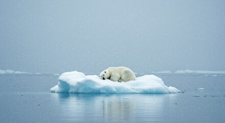 Wildlife Solitude: Peaceful Moment of a Polar Bear Sleeping on the Vast, Open Water