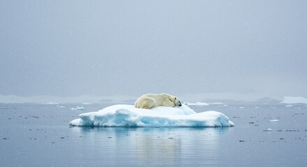 Climate Change Concept: Majestic Bear Isolated on a Piece of Melting Sea Ice