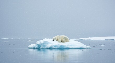 Poignant Image: Polar Bear Resting Alone on a Small Iceberg in the Arctic Ocean