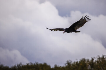 Turkey vulture gliding in the sky above green treetops with wings spread wide and dark feathers against cloudy gray sky.