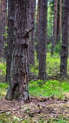 panorama of coniferous summer forest on a cloudy day