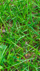green grass texture or background