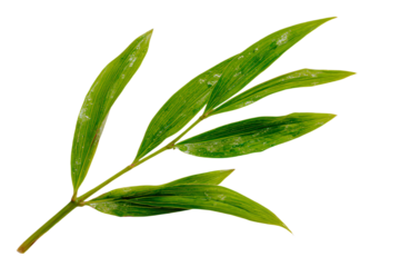 a green leaf with water droplets on it