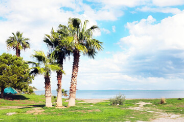 Palm trees with green leaves by the sea and blue sky 