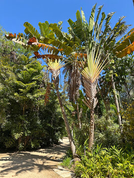 Traveller's Tree or Traveller's Palm (lat.- Ravenala madagascariensis)