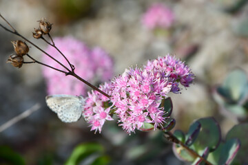ミセバヤ　Siebold's Stonecrop