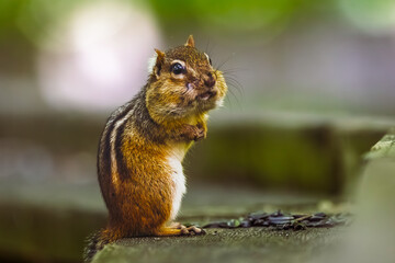 “A curious chipmunk in its natural forest habitat,  The small rodent looks alert, with bright eyes and striped fur, blending beautifully into the woodland scenery.