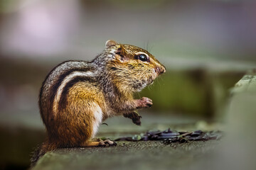 “A curious chipmunk in its natural forest habitat,  The small rodent looks alert, with bright eyes and striped fur, blending beautifully into the woodland scenery.