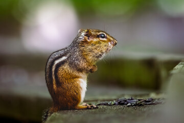 “A curious chipmunk in its natural forest habitat,  The small rodent looks alert, with bright eyes and striped fur, blending beautifully into the woodland scenery.