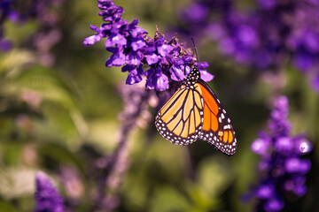 a close-up of a Monarch butterfly (Danaus plexippus) perched gracefully on a cluster of vibrant purple flowers,  natural background and bokeh