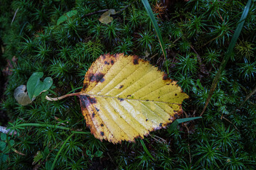 長野県八ヶ岳北横岳初秋のひとしずく