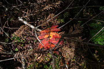 長野県八ヶ岳北横岳初秋の紅葉