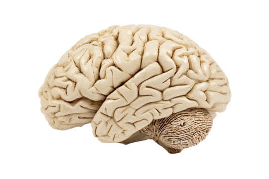 a model of a human brain on a white background