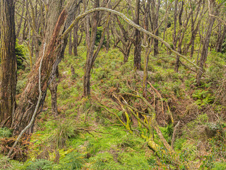 Tangled Curved Branch Before Thick Bush