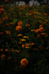 cempasuchil flowers in xochimilco mexico city