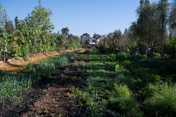 chinampa in xochimilco mexico