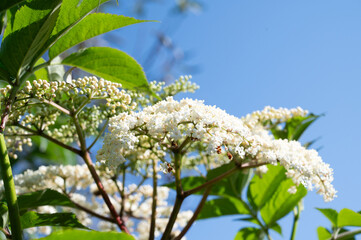flowers with the sky behind