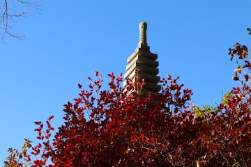 秋の本土寺（千葉県松戸市）。紅葉の境内。紅葉の上に覗く五重塔