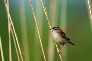 Zitting Cisticola perched on tall grass searching for insects in natural meadow