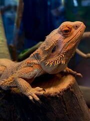 Bearded dragon lizard resting on a log in a terrarium
