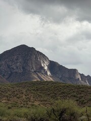 Bright lantana flower cluster in a garden
