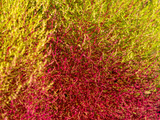 赤く色付き始めたコキアのクローズアップ