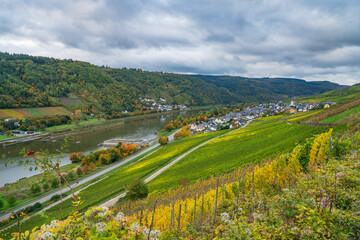 Obraz premium Scenic view of vineyards and Moselle river lock in Enkirch. Germany