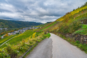 Autumn Vineyards at the Moselle river region in autumn season. Germany