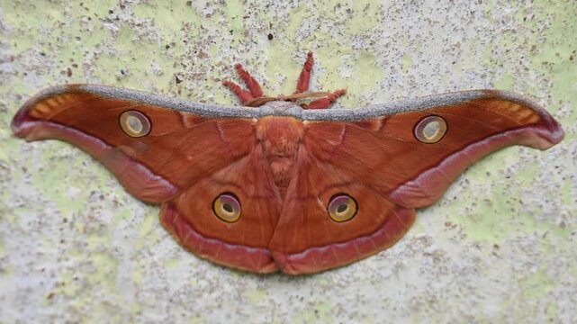 Antheraea yamamai moth. Its Common names &nbsp;Japanese silk moths&nbsp;and Japanese oak silkmoth. This&nbsp; is a&nbsp;moth&nbsp;of the family&nbsp;Saturniidae. It is endemic to east Asia.