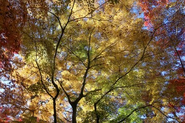 秋の本土寺（千葉県松戸市）。紅葉の境内。