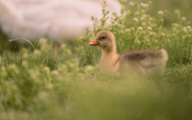 Baby Goose