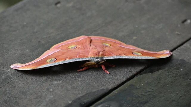 Antheraea yamamai moth. Its Common names &nbsp;Japanese silk moths&nbsp;and Japanese oak silkmoth. This&nbsp; is a&nbsp;moth&nbsp;of the family&nbsp;Saturniidae. It is endemic to east Asia.